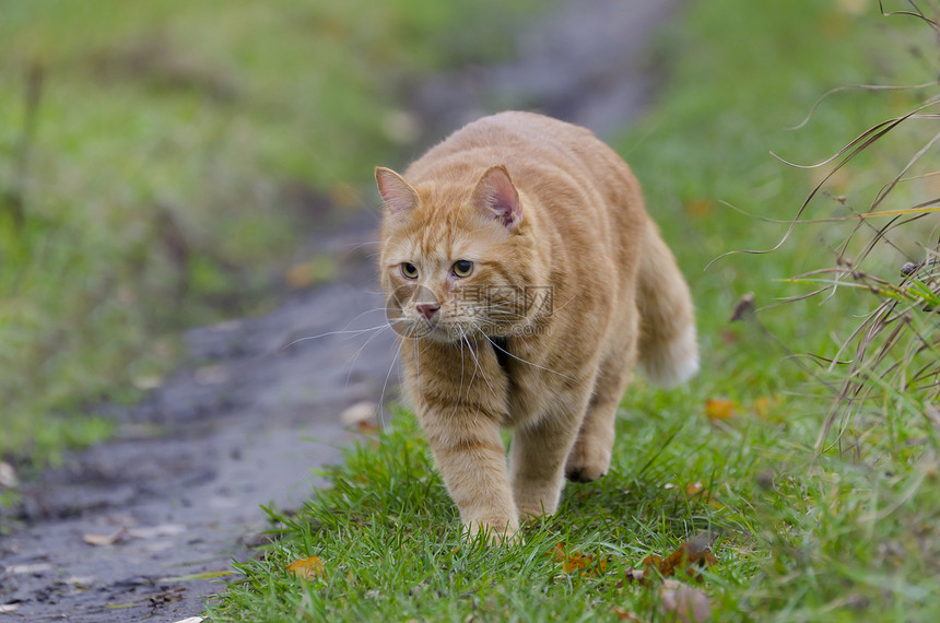 红猫在秋草中行走图片