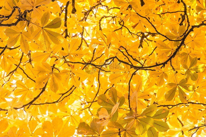 树枝和秋叶图片