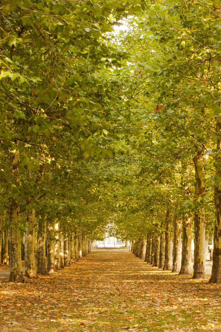 公园中树丛沿线的步行道叶子道路生命小路孤独风景人行道区系树干绿色图片