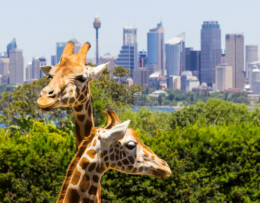 长着迷人的悉尼景色的法拉菲丝吸引力动物园哺乳动物野生动物假期脖子港口景观天际城市图片
