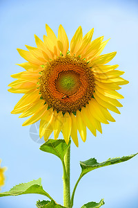 向日葵和蜜蜂天空黄色植物太阳场地背景图片