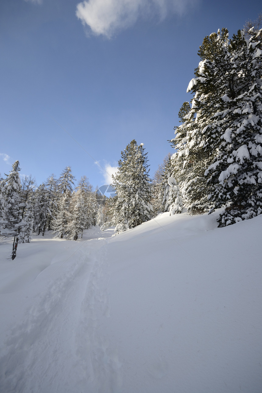 阿尔卑斯山的冬天季节白色风景全景枞树寂寞天空落叶树木水平图片