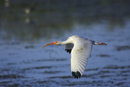 白伊比斯飞行野生动物白色荒野涉水动物高清图片