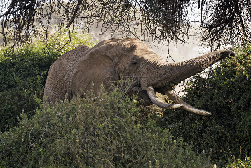 非洲布什大象动物群荒野大草原动物陆地衬套男性野生动物草食性树干图片