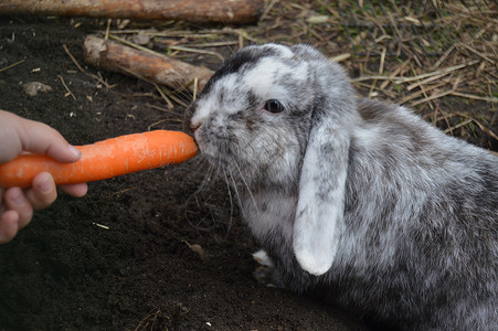 荷兰罗普吃胡萝卜灰色布耳动物孩子灰兔兔子木耳牙齿结婚证儿童背景图片