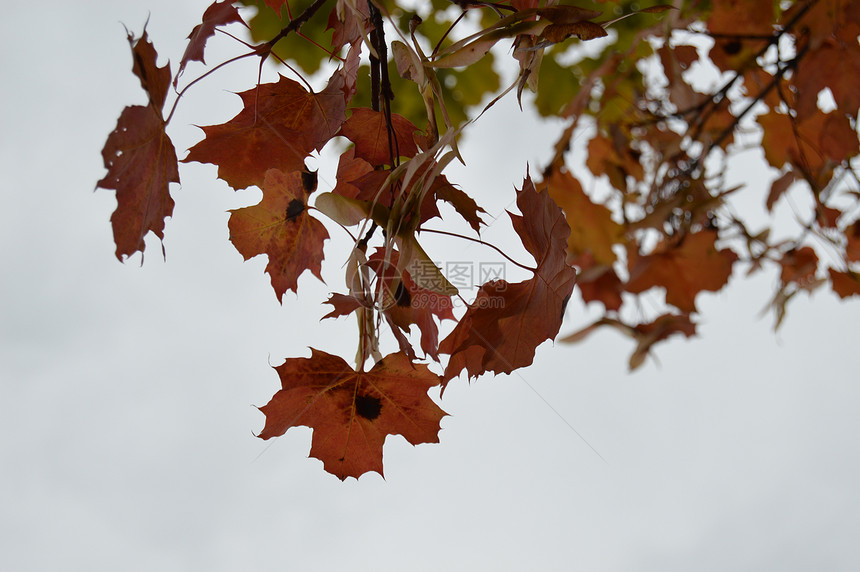 秋叶棕色季节红色树木天空蓝天灰色橡木森林叶子图片