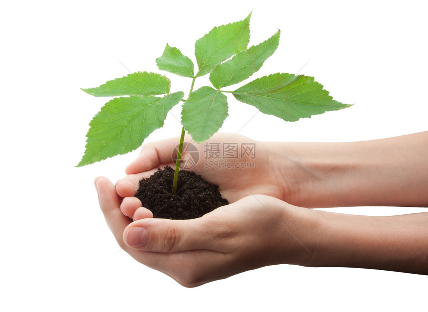 手握树木环境发芽幼苗男人女孩土壤生长绿色农业园艺图片
