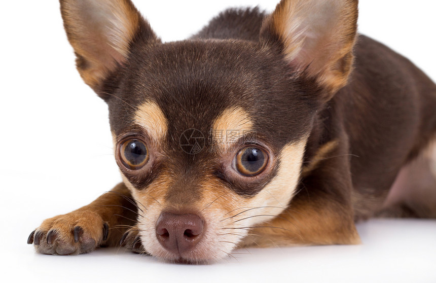 可爱的吉娃娃狗影棚动物纯种狗兽耳摄影图片