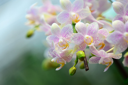 粉红兰花白色植物花卉异国情调花头花瓣兰花粉色热带热带花卉高清图片素材