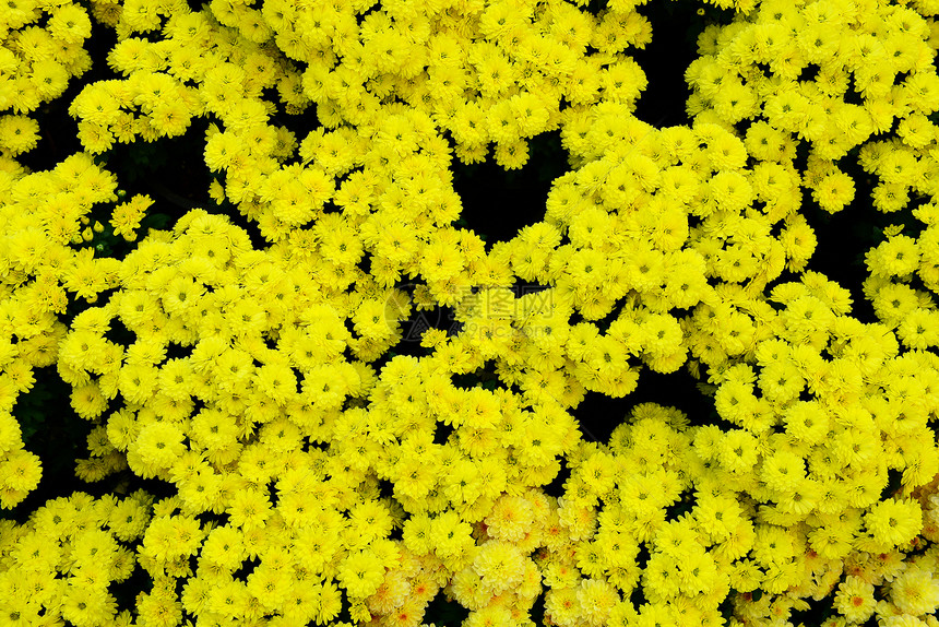 黄菊花纹理花卉植物自然纹黄色菊花图案花束雏菊栽培图片