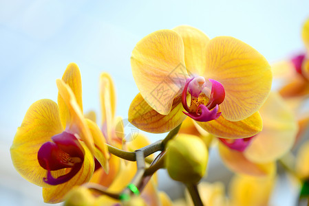黄兰花热带兰花花卉异国花瓣白色黄色植物粉色花头黄色的高清图片素材
