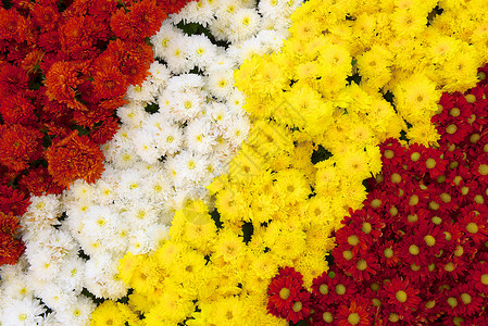 菊花雏菊植物花束色彩纹理图案自然纹栽培黄色白色背景图片