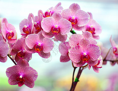 粉红兰花粉色热带白色植物花头花卉情调兰花异国花瓣自然高清图片素材