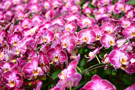 粉红兰花花瓣植物白色情调热带异国粉色花卉兰花花头异国情调高清图片素材