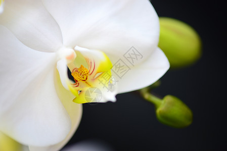 白兰花绿色白色花瓣情调植物兰花黄色花卉热带异国自然高清图片素材