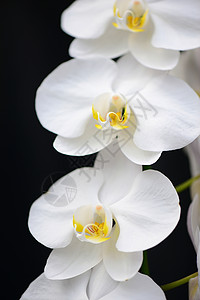 白兰花花卉花瓣绿色兰花植物热带情调异国花头白色绿色的高清图片素材