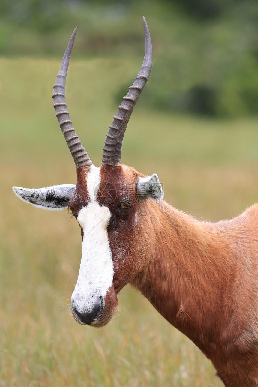 Blesbok 星座荒野牛角食草游戏公园大草原动物群野生动物警报衬套图片