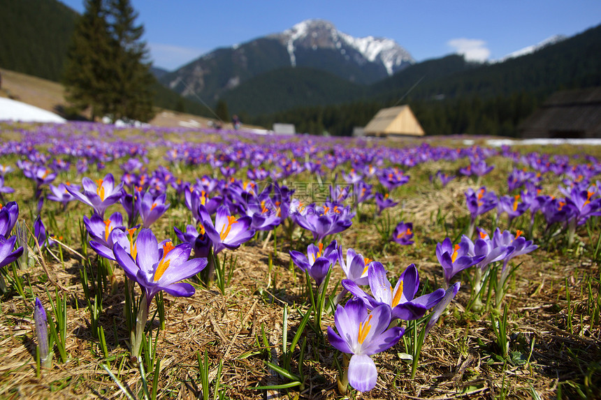 波兰塔特拉斯山山谷的鳄鱼首脑草原旅游红花松树山峰远足游客草地青松图片