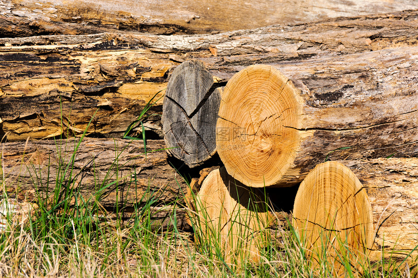 剪切树枝团体摄影森林生长乡村木头库存燃料日志环境图片