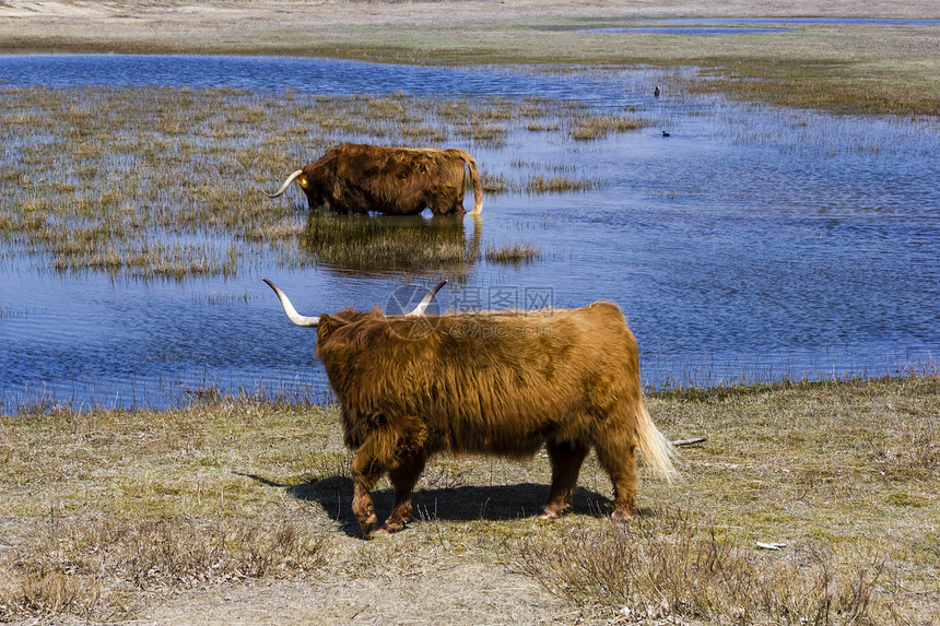 荷兰荷兰苏伊德喇叭动物银行奶牛毛皮哺乳动物自然保护区高地反射外套图片