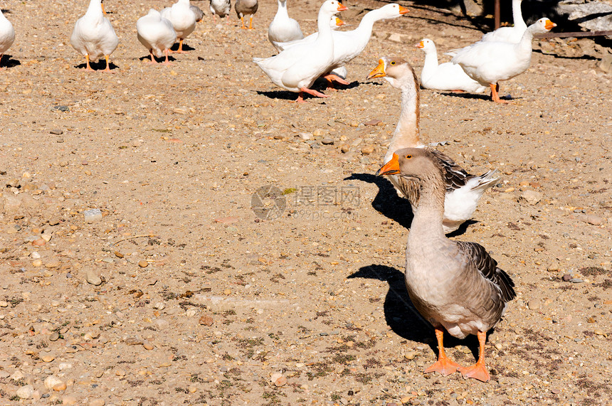灰鸭和白鸭水禽水坑羽毛大道动物鸭子野生动物荒野游泳反射图片