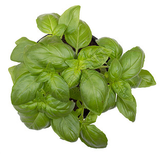 Basil 草药植物背景图片