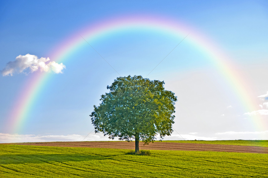 有彩虹的树木天空草地天气牧歌环境国家晴天场地绿色橡木图片