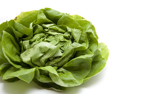 绿色生菜叶子蔬菜沙拉收获叶菜类背景图片