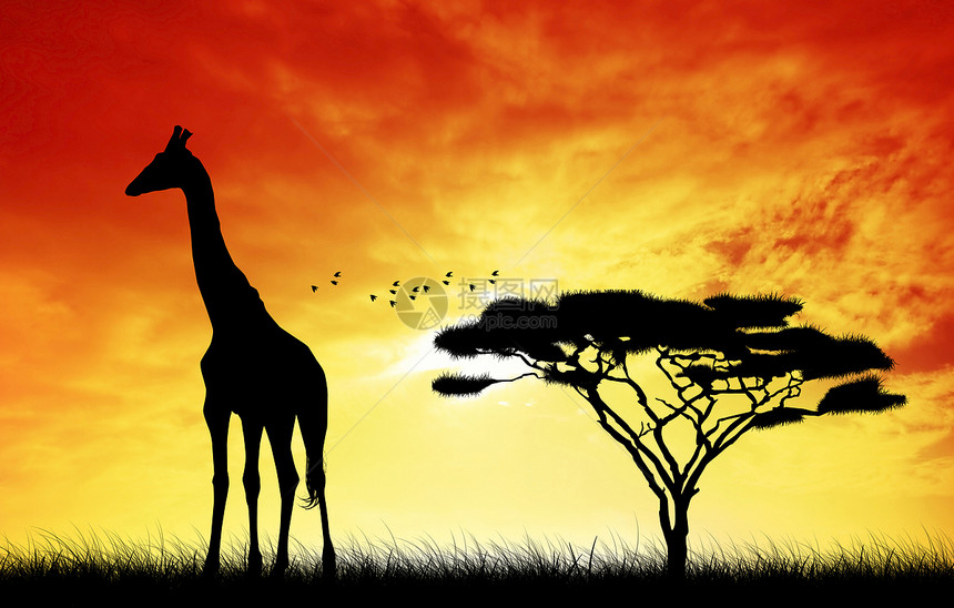 长颈围巾动物插图荒野阳光野生动物图片
