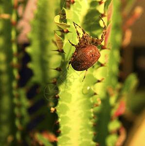 蜗牛和仙人掌棕蜘蛛爬在绿仙人掌上动物别针动物学昆虫植物群绿色动物群背景