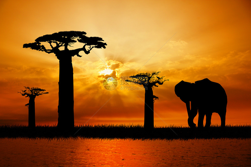 日落时的大象动物荒野太阳天空旅行插图旅游场景地标土地图片