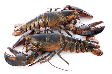 龙虾小龙虾动物奢华甲壳食物美食烹饪背景图片