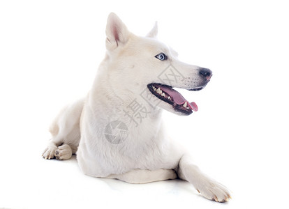 西比亚哈斯基白色工作室蓝色眼睛灰色宠物比赛动物背景图片
