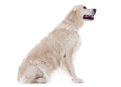 金毛猎犬动物猎狗白色猎犬工作室犬类宠物背景图片