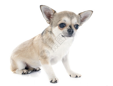 吉瓦华人小狗动物宠物工作室犬类高清图片