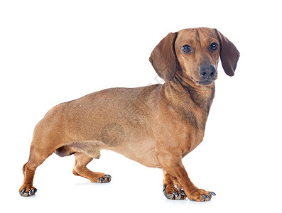 达尚狗动物棕色犬类红色运动男性猎狗工作室宠物背景图片