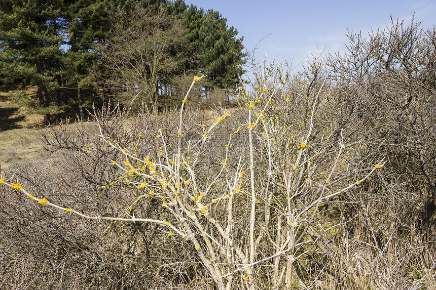 春季风景 国家公园白色木头娱乐支撑荒野天空植物群天气蓝色沙丘图片