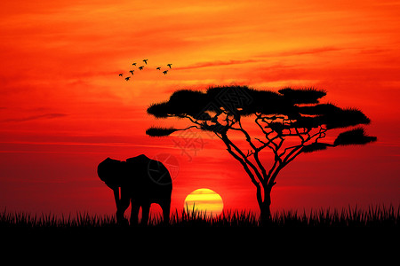 大象剪影日落时的大象场景动物天空土地阳光旅行太阳旅游插图野生动物背景