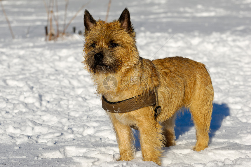 雪中的狗忠诚哺乳动物朋友生物犬类动物宠物小狗伴侣图片
