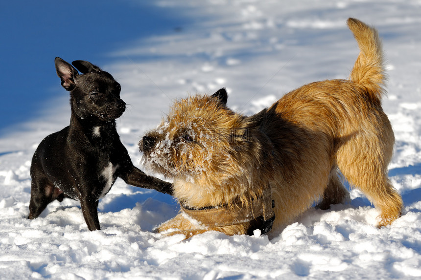 两只狗在玩钳子运动伴侣朋友行动猎犬动物犬类宠物乐趣图片