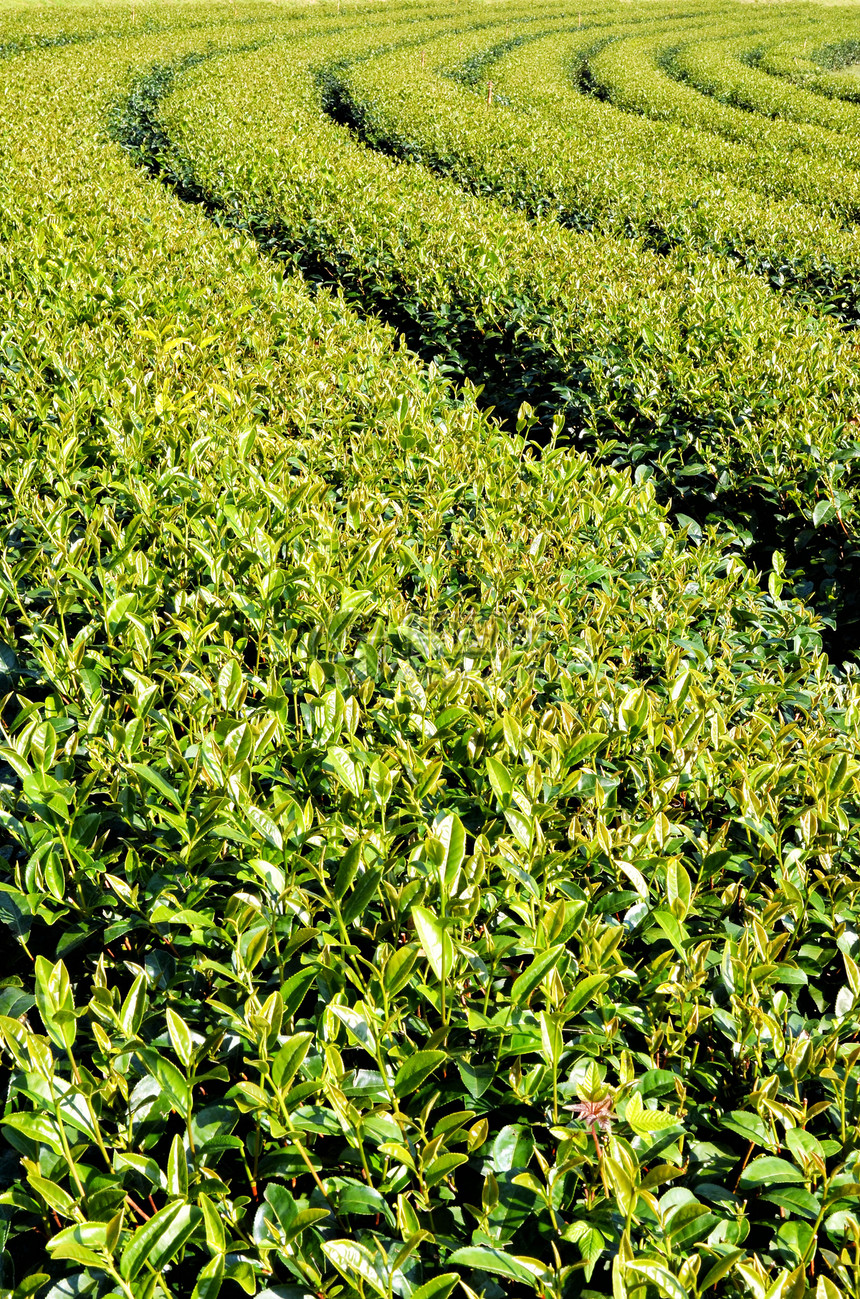 茶叶花园植物群叶子植物乡村场地树叶场景生长高地农场图片