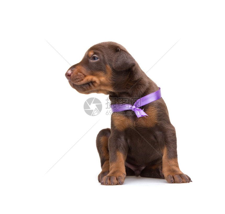 穿紫紫色丝带的多伯曼小狗 在白色上被孤立哺乳动物女性犬类动物短毛宠物家庭黑色工作室友谊图片