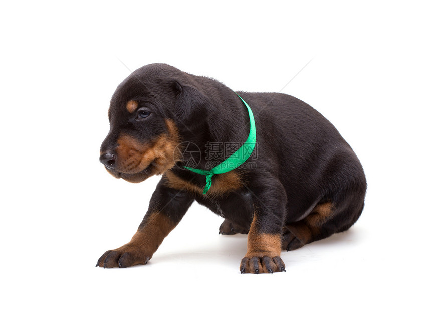 穿绿丝带的多伯曼小狗 在白色上与世隔绝女性家庭忠诚黑色宠物犬类丝带友谊动物哺乳动物图片