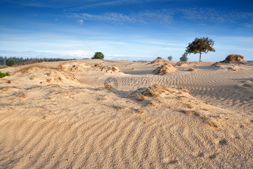 沙丘上的风纹理天空蓝色风景褐色晴天荒野季节性爬坡道曲线阳光图片
