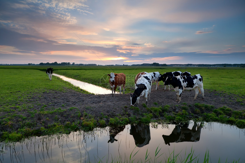 日落时河边的牛数量很少图片