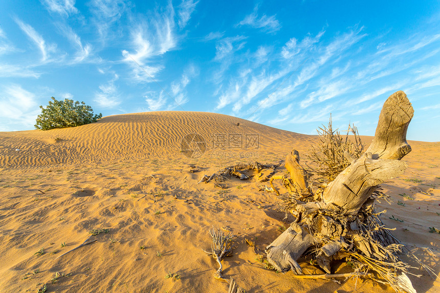 干旱地区灰尘天空蓝色旅行场景沙漠旅游植物图片