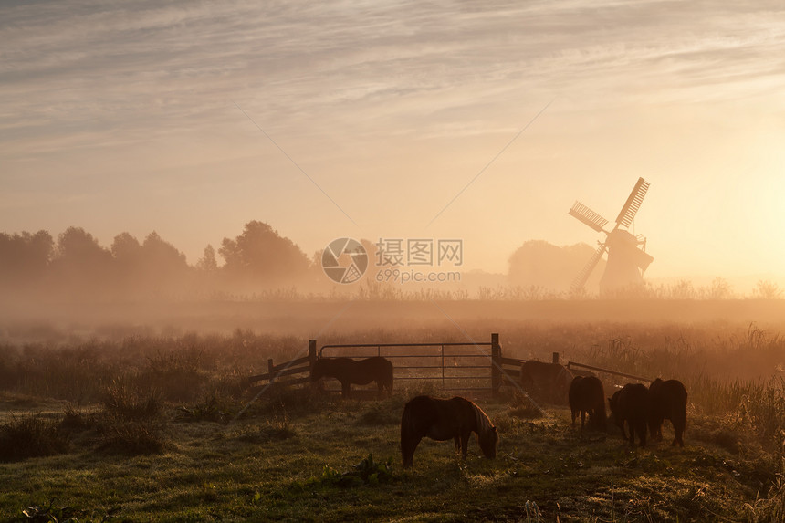 在茂密的日出雾中牧草和风车上的小马图片