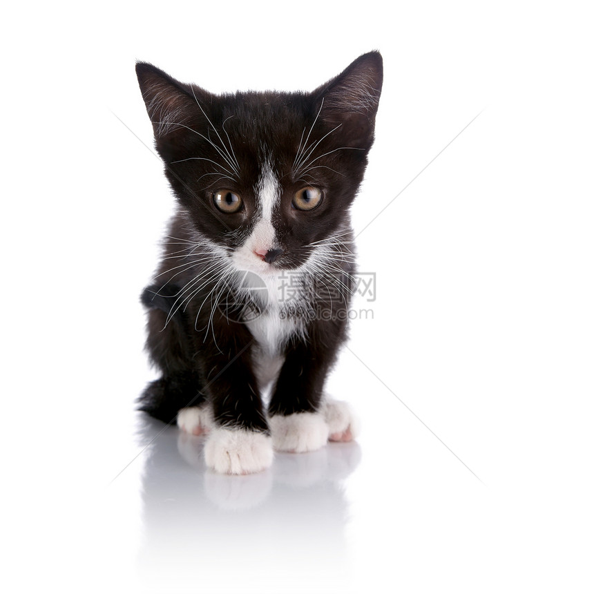 黑白小猫兽医食肉耳朵猫科农场友谊好奇心爪子脊椎动物晶须图片