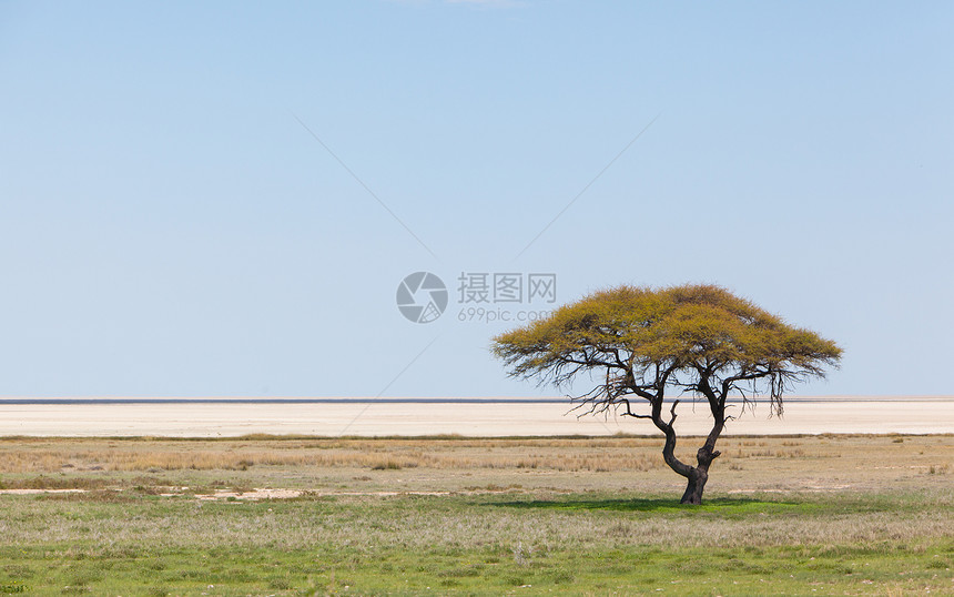 开阔田野中的树 纳米比亚平底锅植物干旱风景场地草地沙漠生长天空天际图片