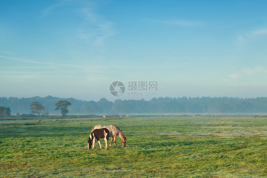 早晨在草地上吃野马图片